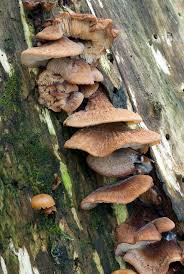 Attēlu rezultāti vaicājumam “Lentinellus ursinus”