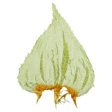 Attēlu rezultāti vaicājumam “Hylocomiastrum umbratum”