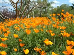 Attēlu rezultāti vaicājumam “Eschscholzia californica flower”