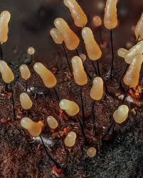 Attēlu rezultāti vaicājumam “Stemonitopsis typhina”