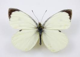 Attēlu rezultāti vaicājumam “Pieris brassicae male”