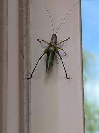 Attēlu rezultāti vaicājumam “Drepanepteryx phalaenoides”