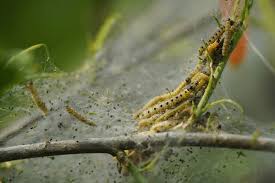 Attēlu rezultāti vaicājumam “Argyresthiidae”