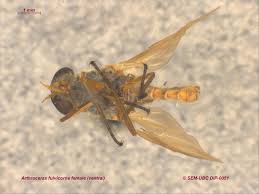 Attēlu rezultāti vaicājumam “Rhagionidae”