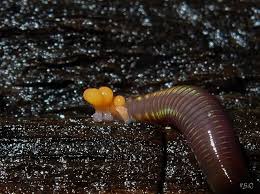 Attēlu rezultāti vaicājumam “Enteridium olivaceum plasmodium”