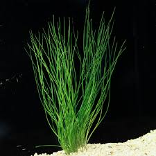 Attēlu rezultāti vaicājumam “Isoetes lacustris leaf”