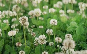 Attēlu rezultāti vaicājumam “Trifolium repens flower”