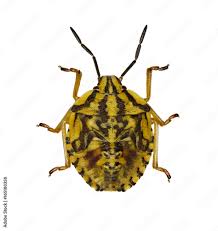 Attēlu rezultāti vaicājumam “Carpocoris purpureipennis”