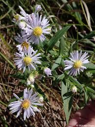 Attēlu rezultāti vaicājumam “Symphyotrichum x salignum leaf”