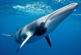 Image result for Balaenoptera acutorostrata