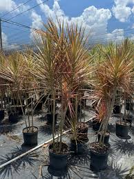 Attēlu rezultāti vaicājumam “Diderma radiatum macro”