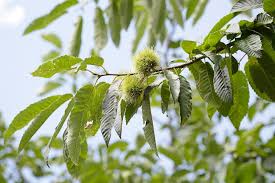 Attēlu rezultāti vaicājumam “Castanea sativa  fruit”