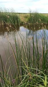 Attēlu rezultāti vaicājumam “Schoenoplectus lacustris subsp. glaucus bud”