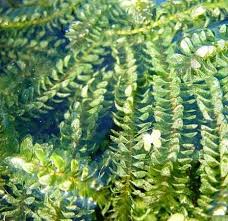 Attēlu rezultāti vaicājumam “Elodea canadensis leaf”