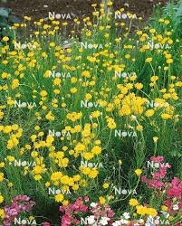 Image result for Helichrysum subulifolium