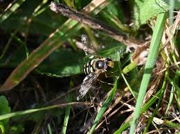 Attēlu rezultāti vaicājumam “Eupeodes nielseni”