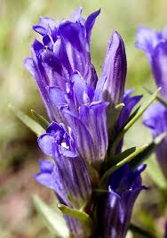Attēlu rezultāti vaicājumam “Gentiana pneumonanthe flower”