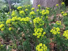 Attēlu rezultāti vaicājumam “Euphorbia cyparissias flower”