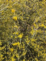 Attēlu rezultāti vaicājumam “Jungermannia sphaerocarpa”