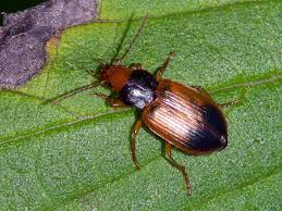 Attēlu rezultāti vaicājumam “Diachromus germanus”