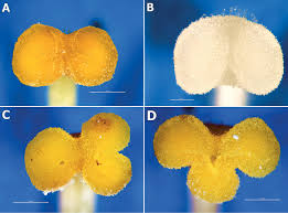 Attēlu rezultāti vaicājumam “Orobanche coerulescens bud”