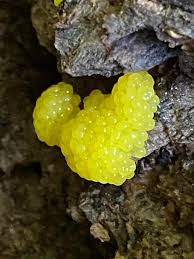 Attēlu rezultāti vaicājumam “Stemonitis flavogenita stalked”