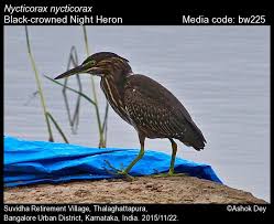 Image result for Nycticorax nycticorax