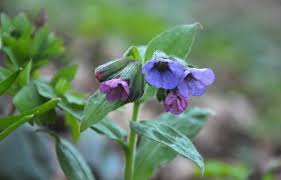Attēlu rezultāti vaicājumam “Pulmonaria obscura leaf”