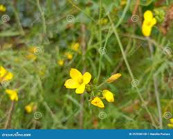 Attēlu rezultāti vaicājumam “Diplotaxis muralis fruit”