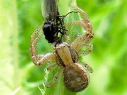 Attēlu rezultāti vaicājumam “Xysticus bifasciatus”