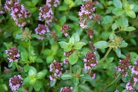 Attēlu rezultāti vaicājumam “Thymus vulgaris leaf”