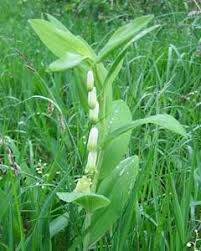 Attēlu rezultāti vaicājumam “Polygonatum odoratum bud”
