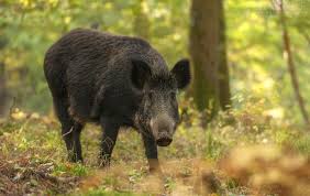 Attēlu rezultāti vaicājumam “Sus scrofa”