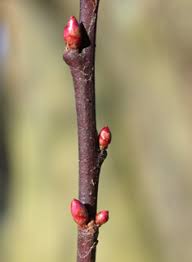 Attēlu rezultāti vaicājumam “Prunus cerasifera var. divaricata bud”