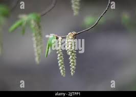 Attēlu rezultāti vaicājumam “Carpinus betulus male flower”