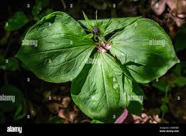 Attēlu rezultāti vaicājumam “Paris quadrifolia leaf”