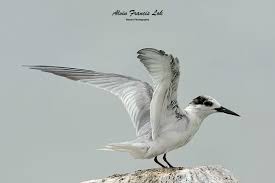 Attēlu rezultāti vaicājumam “Sternula albifrons”