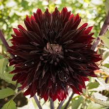 Image result for Dahlia `Red Skin`