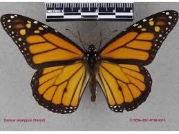 Attēlu rezultāti vaicājumam “Nymphalidae”