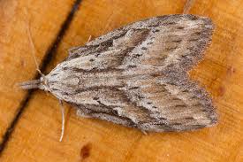 Attēlu rezultāti vaicājumam “Nolidae”