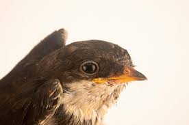 Attēlu rezultāti vaicājumam “Delichon urbicum”