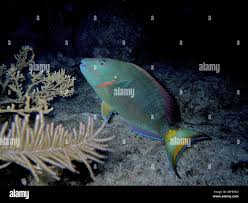 Image result for Sparisoma rubripinne