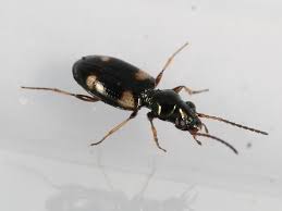 Attēlu rezultāti vaicājumam “Bembidion quadrimaculatum”