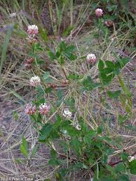 Attēlu rezultāti vaicājumam “Trifolium hybridum flower”