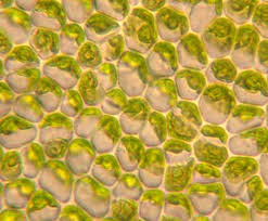 Attēlu rezultāti vaicājumam “Enteromorpha sp.”