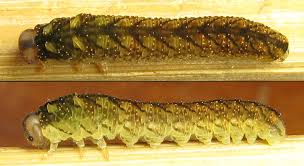 Attēlu rezultāti vaicājumam “Tenthredo campestris female”