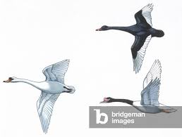 Attēlu rezultāti vaicājumam “Anseriformes”