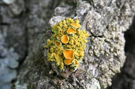 Attēlu rezultāti vaicājumam “Xanthoria candelaria”