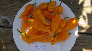 Afbeeldingsresultaat voor yellow fratali hot pepper