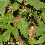 Attēlu rezultāti vaicājumam “Actaea spicata fruit”